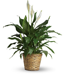 Simply Elegant Spathiphyllum - Medium Flower Power, Florist Davenport FL